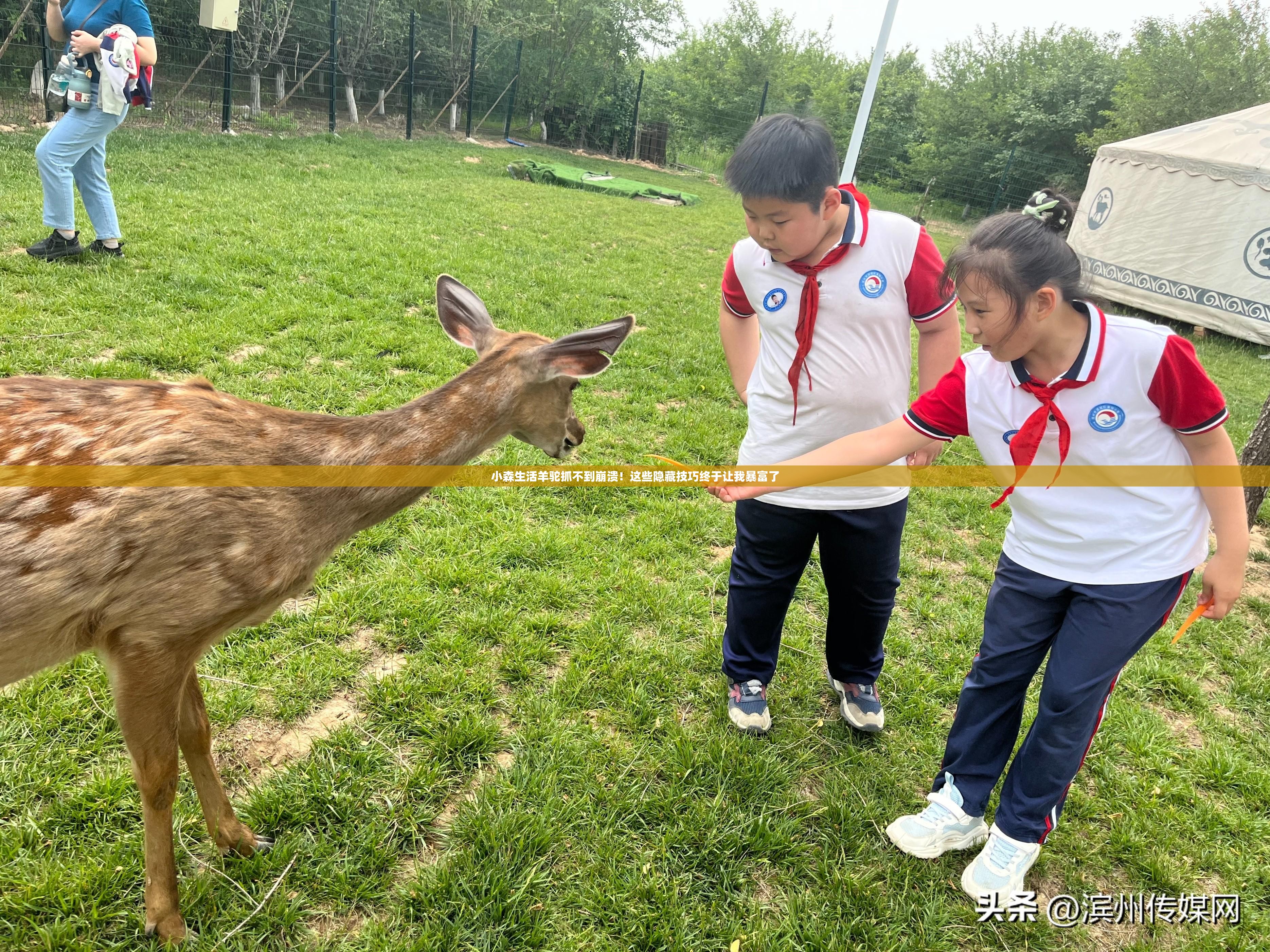 小森生活羊駝抓不到崩潰！這些隱藏技巧終于讓我暴富了